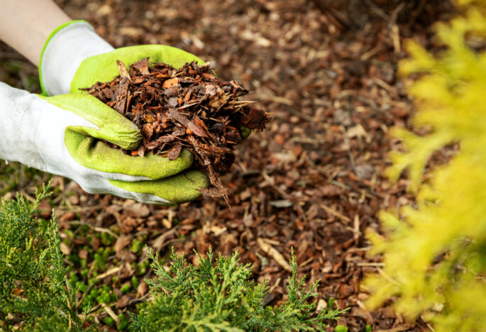 Why is mulch good for your garden?